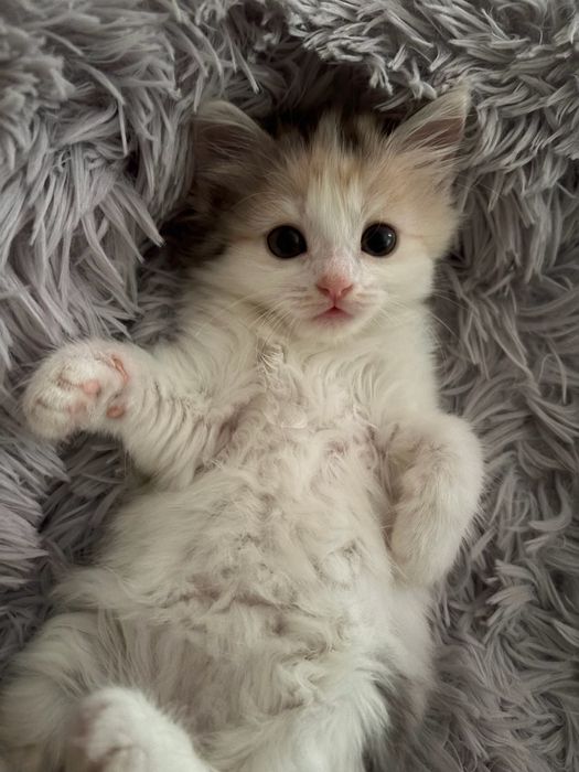 Кошечка в добрые руки