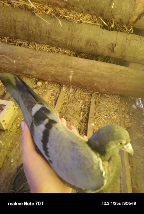 Porumbei pui și adulți