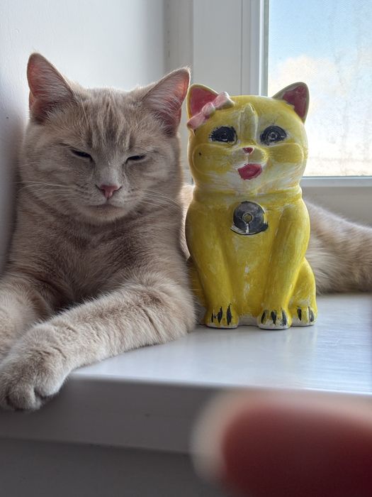 Отдам кота кастрированный