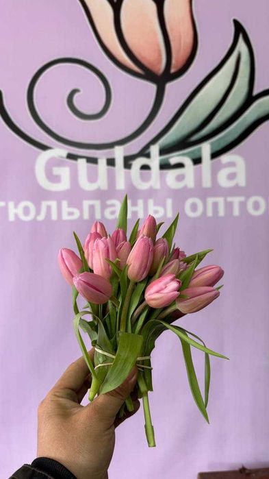 Тюльпаны. Тюльпаны оптом. Тюльпан 200тг