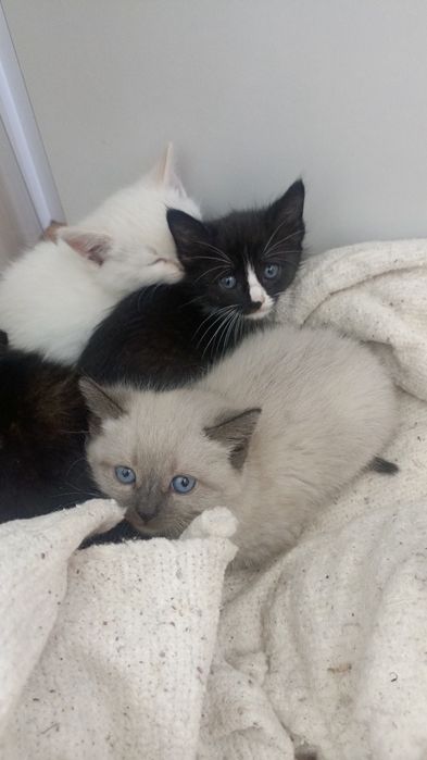 Домашние котята.