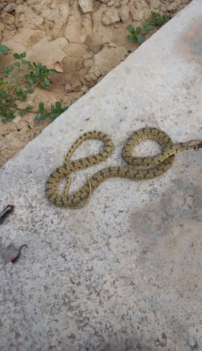 Dezinfeksiya ilon va chayon 24/7 Дезинфекция змей и скарпион 24/7