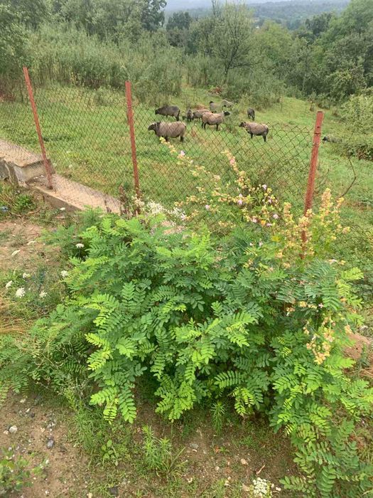 Vand oi si berbeci rasa Romanov