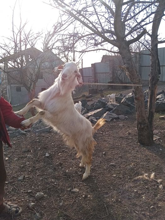 Продам Занненского Козла