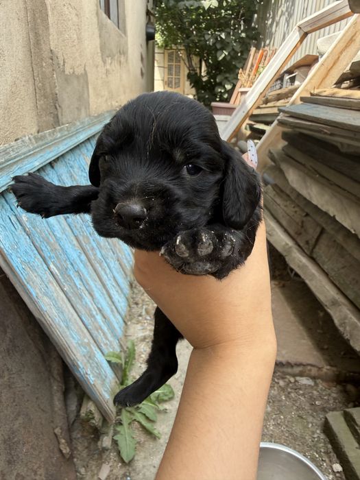 Щенята русский спаниель