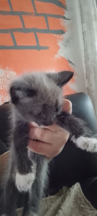Котята  в хорошие руки