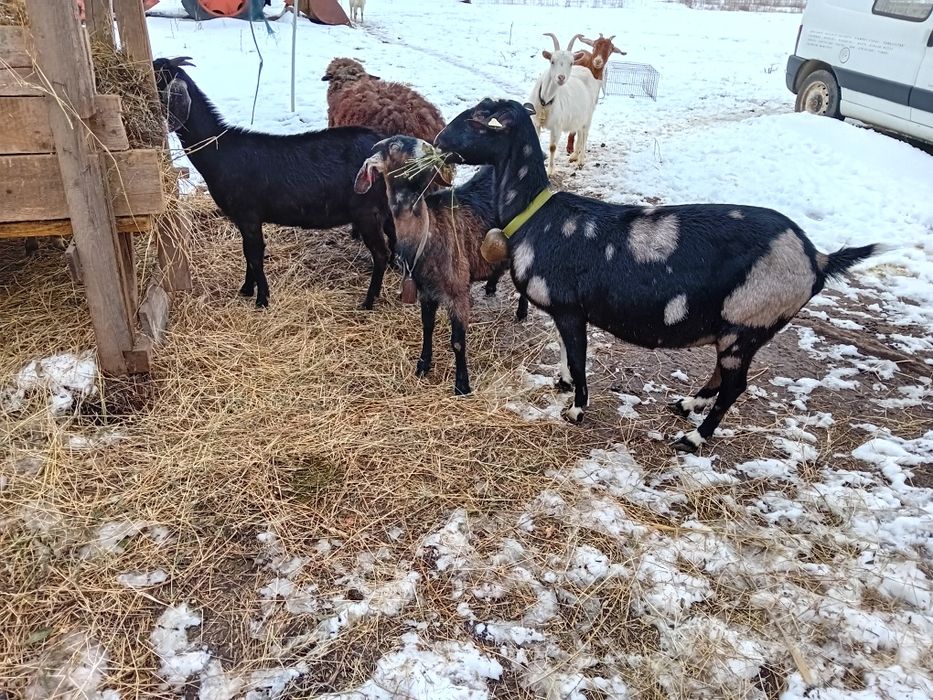 Vînd capre  Anglo nubiene cu pedigree.