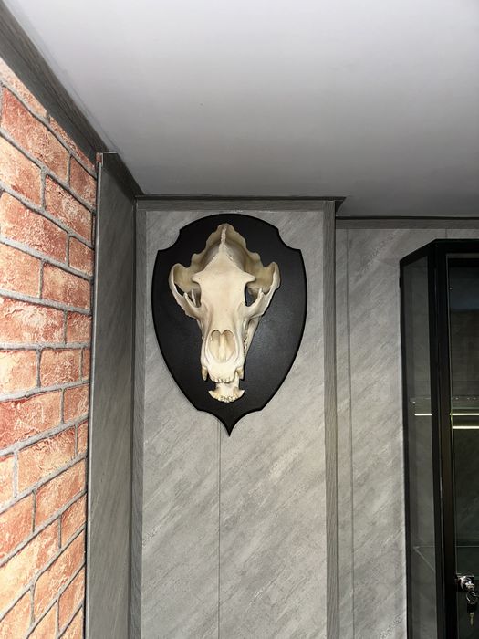 Продам череп животного хищника на медальоне