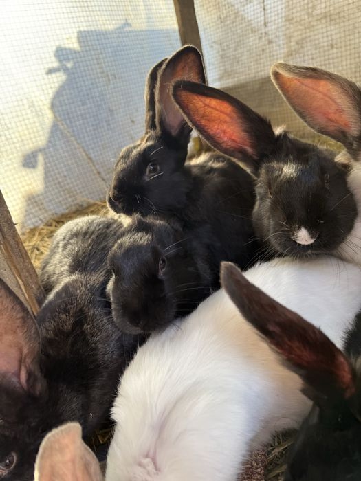 Vand iepurasi si iepuri adulti