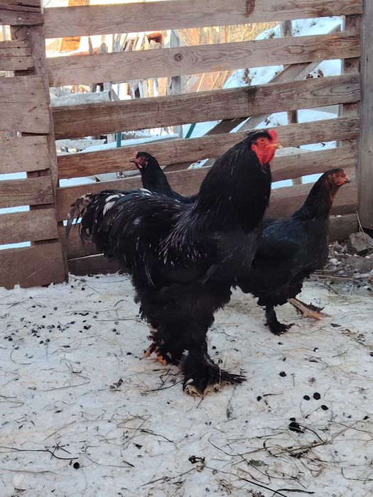 Cocosi brahma   tineret