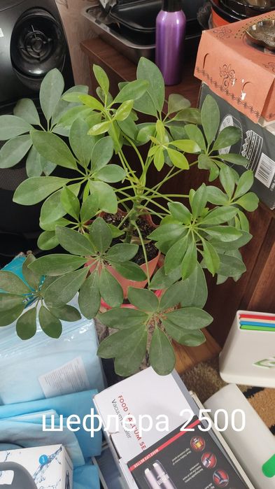 Продам комнатные цветы