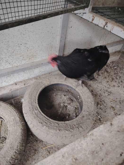 Vând famili Australorp negru și albastru. Găini puici