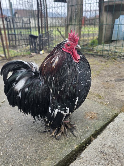 În curând puișori de la păsările din imagini