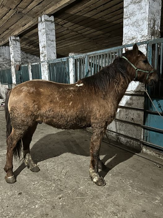 Семіз ат союға, откорм, соғым, жылқы