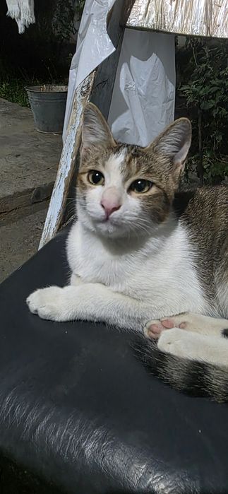 Отдам котика в добрые руки 4 месяца