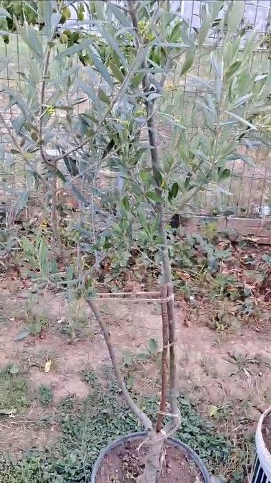 Măslini de vânzare