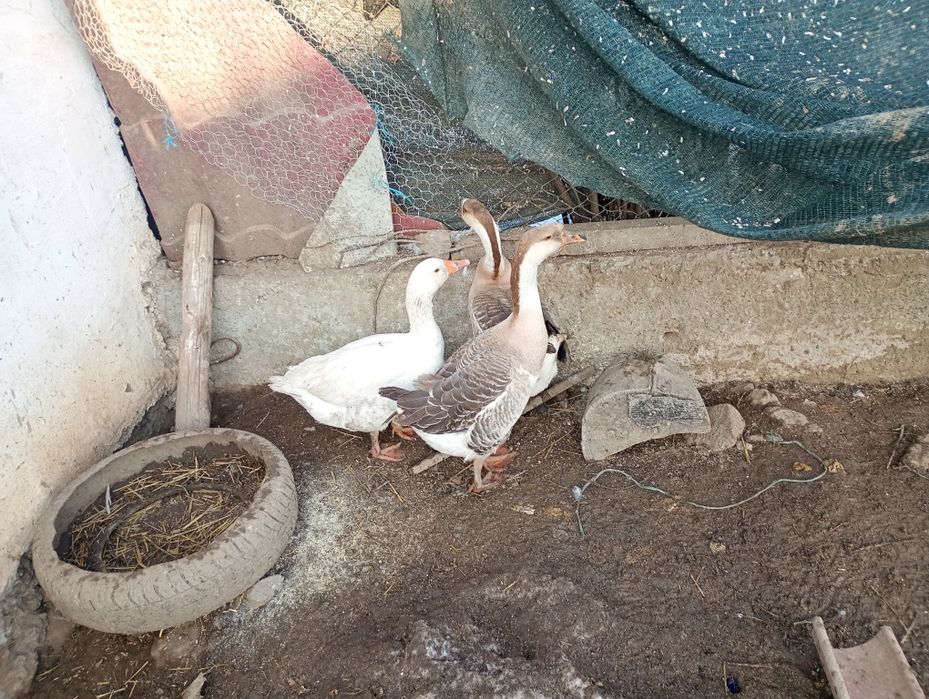 De vânzare cei doi gâscani gri