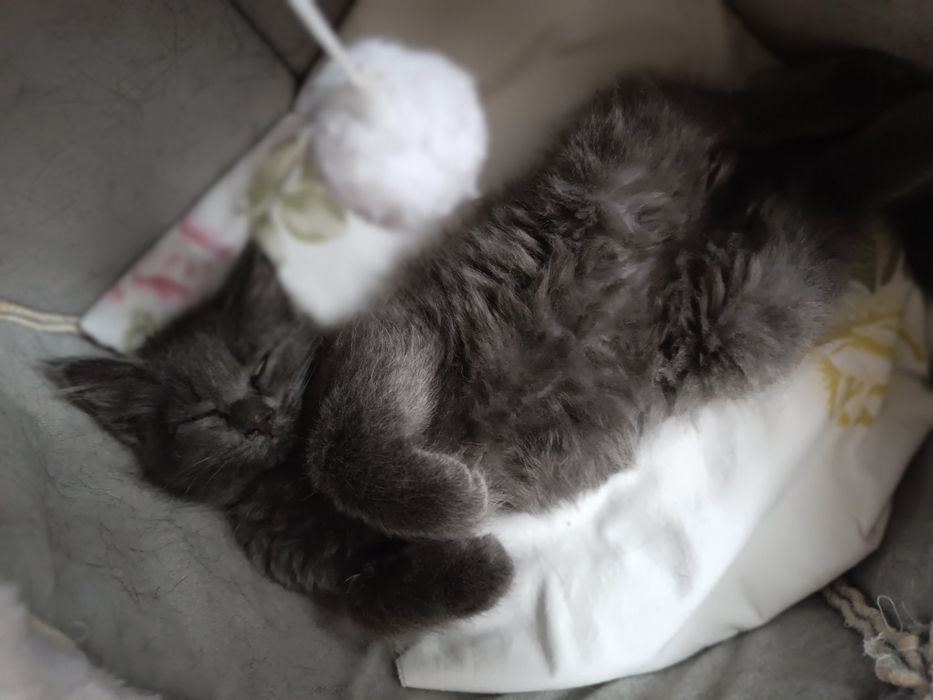 Ищет дом кошечка