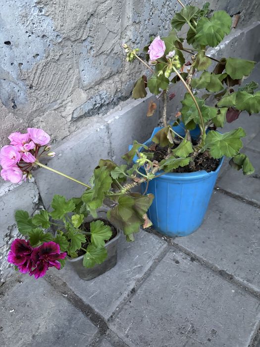 Продам сосенки и елочки