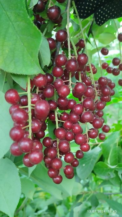 Саженцы красной черемухи