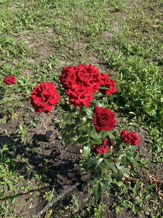 Сдам дом на длительный срок