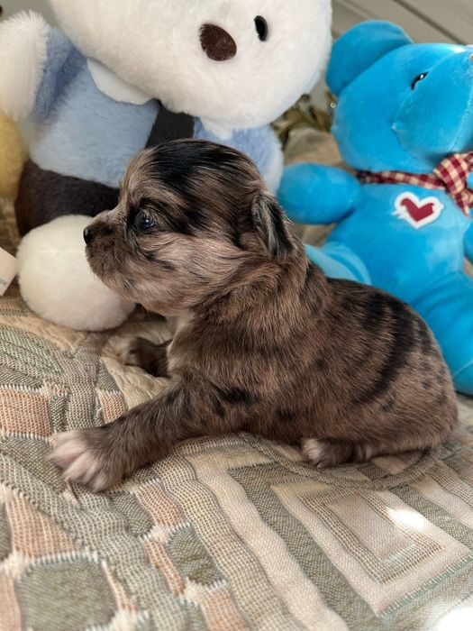 Чихуахуа девочка и мальчик