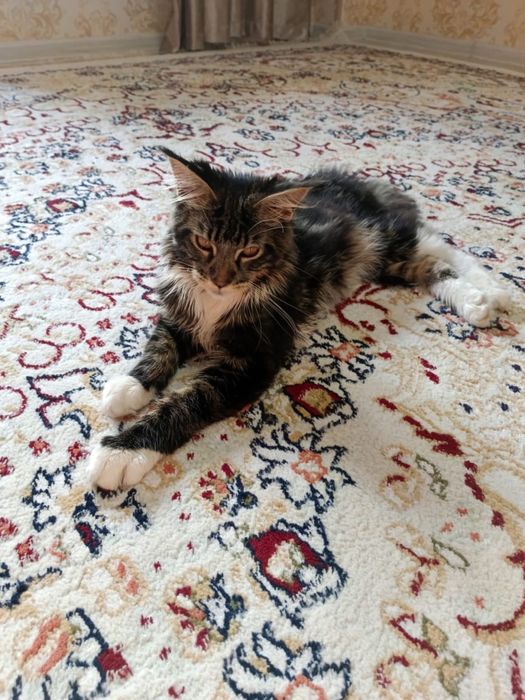 Кошка:Мейн-кун сатылады!