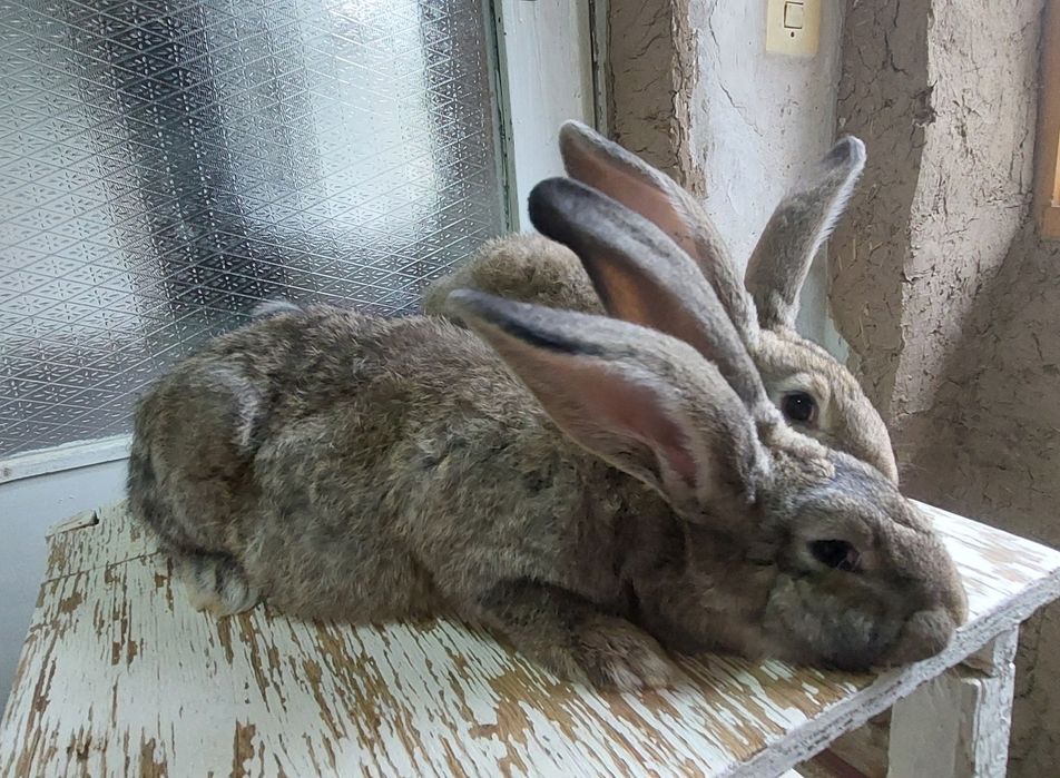 Фландр Ургочи Тошкент