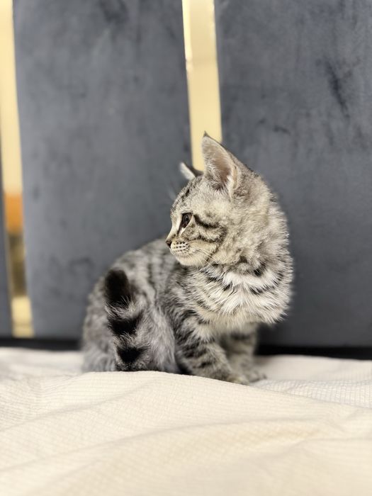 Кошки сатылады срочно