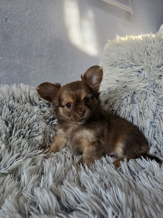 чихуа-хуа момченце