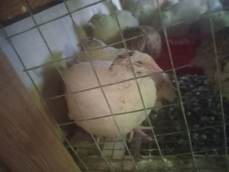 Продам перепелок