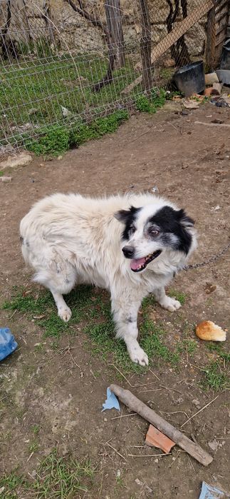 Donez/ Dau spre adopție 3 câini
