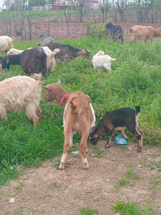 Vand capre tinere si bune de lapte!!
