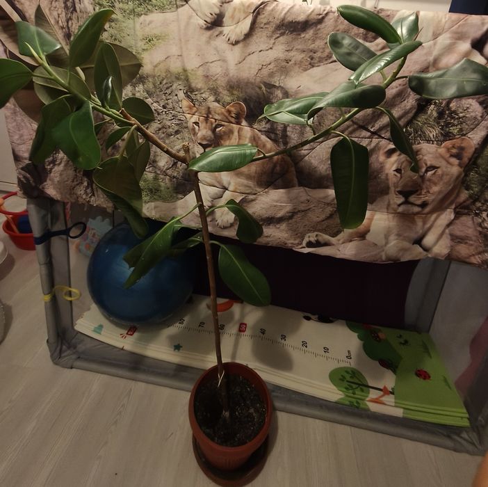 Vand ficusi plante mari