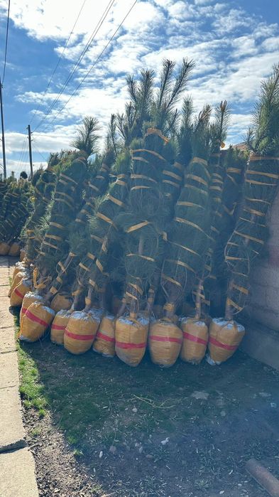 Саженцы кошет оптом