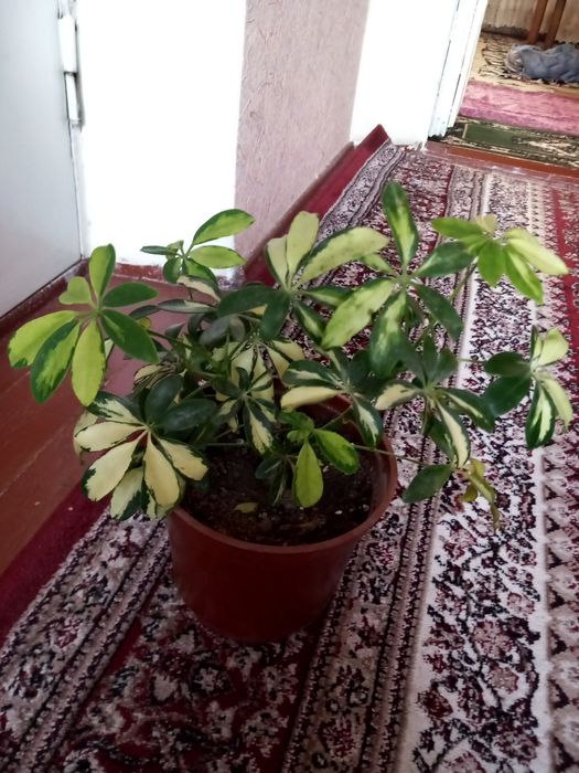 Энг сара гуллар бизда