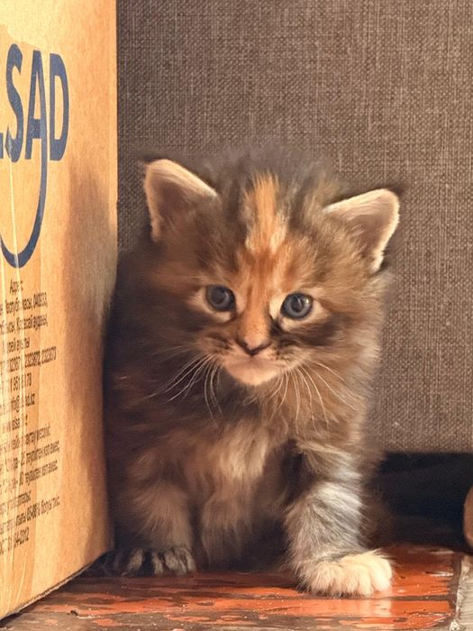 Котята Мейнкун. 65000