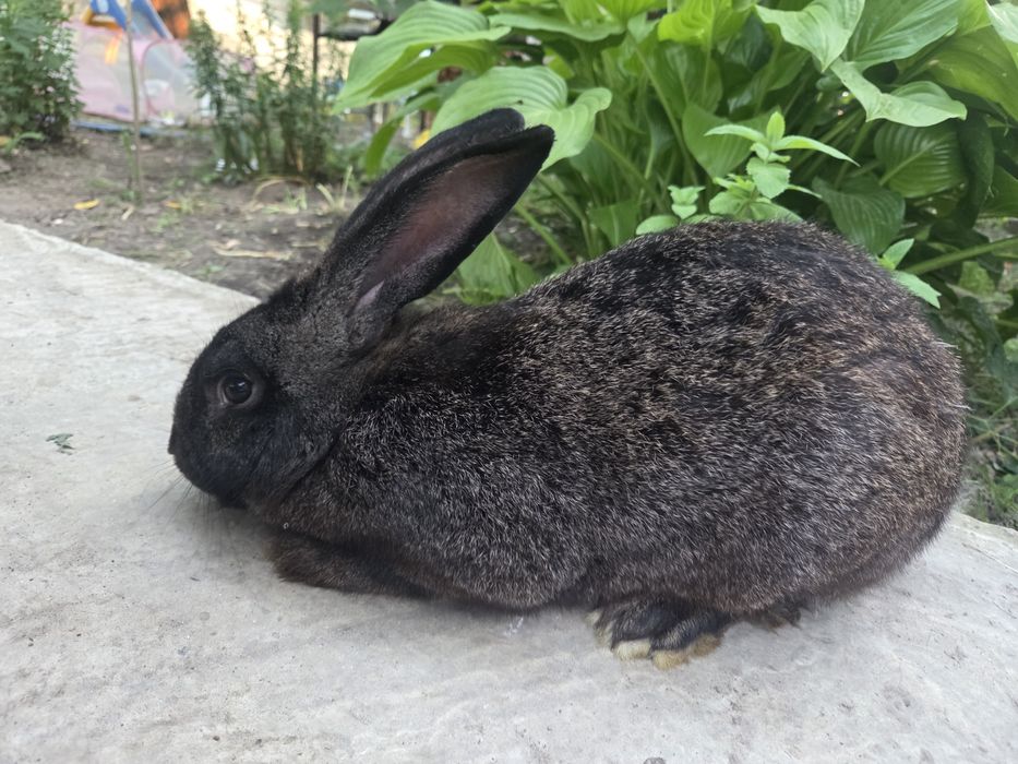 Iepure mascul 4,55 kg – sănătos și bine îngrijit