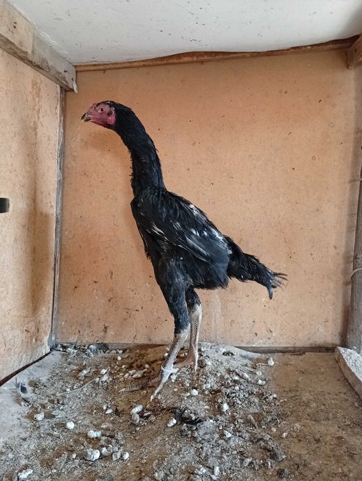 O shamo vibrator xurozcha