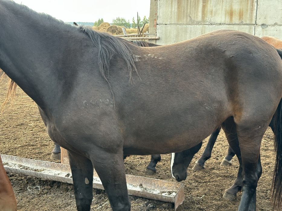 Ту биелер сатылады