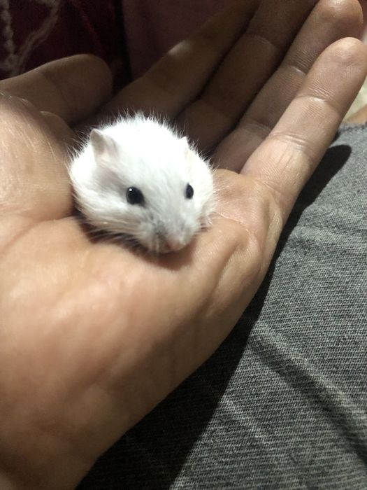 Hamsteri pitici