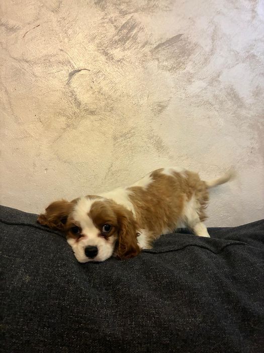 Diponibil cățel King Charles