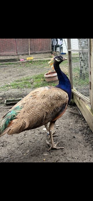 Mascul 2 ani paun Purple