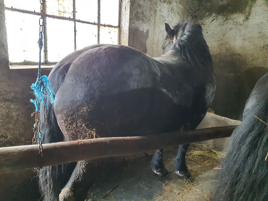 Iapa tractiune, semigrea si gaste