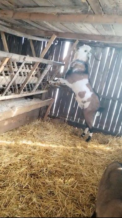 Vând țap AngoloNubian