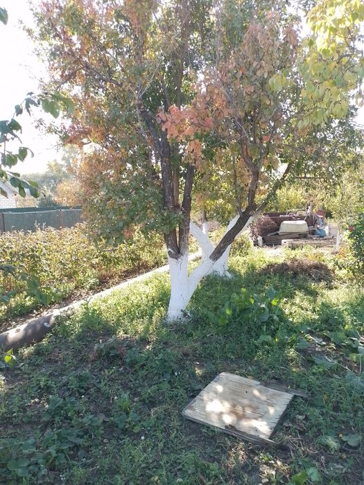 Продам дачу в городе