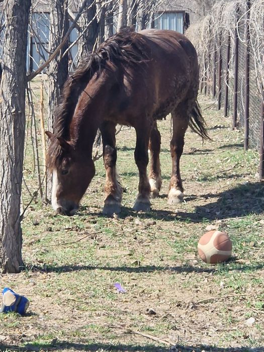 Бие кобыла тяжеловоз