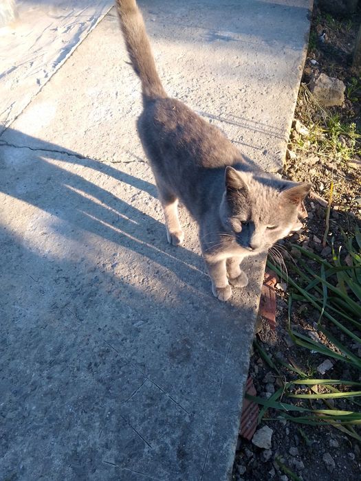 Котка британска сива