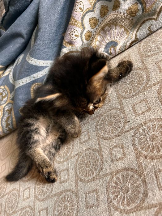 Котенок мальчик игривый