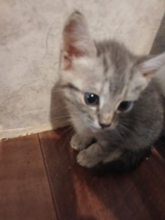 Отдам бесплатно котят